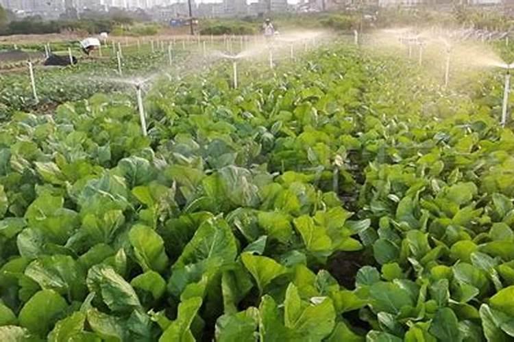 菠菜种子和磷肥可以拌在一起播种吗