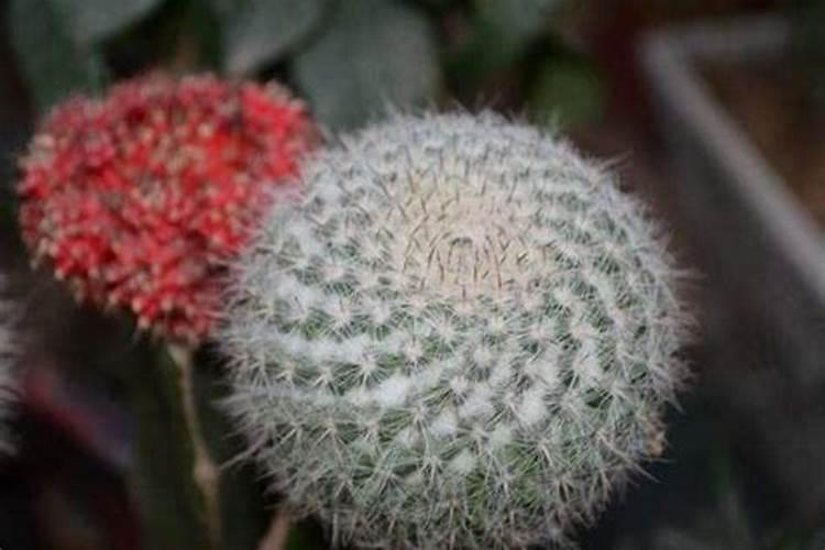 有哪些花能用氮肥