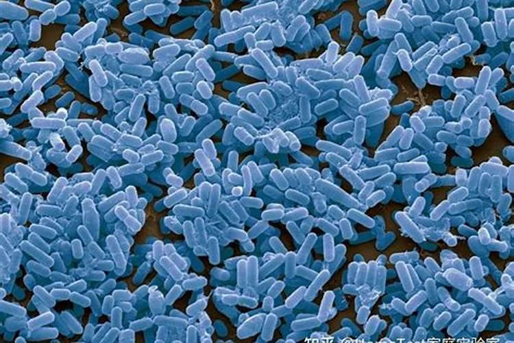 巨大芽孢杆菌的功效