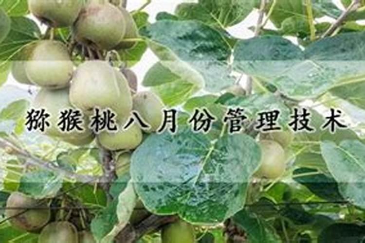 猕猴桃如何施肥 弥猴桃施肥时间和方法