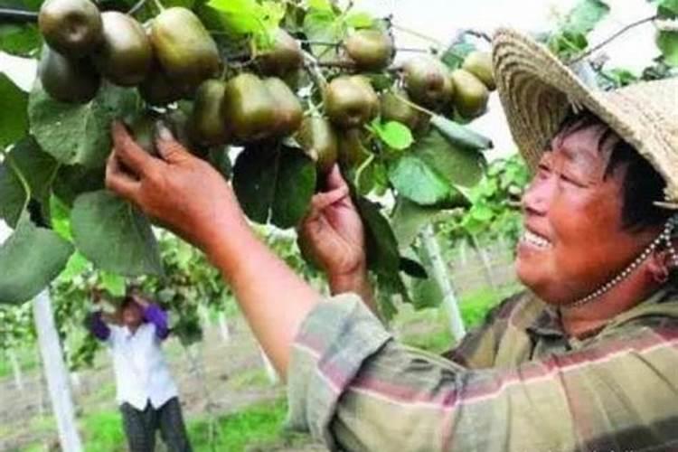 猕猴桃八月份管理技术