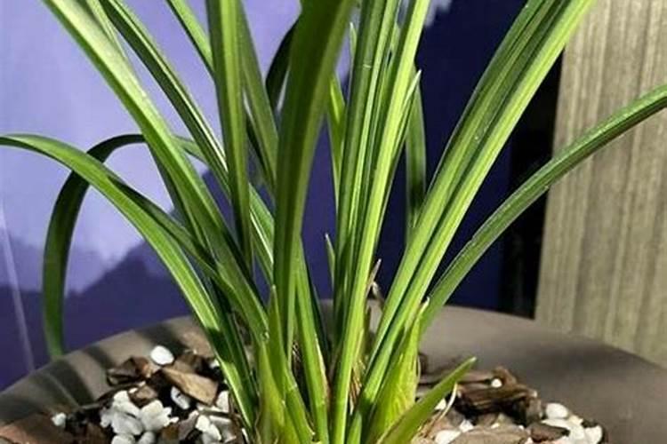 春兰施什么肥最好