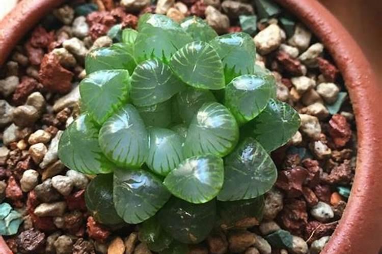 花多多是喷叶还是灌根