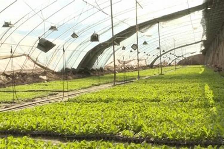 黄芩用什么除草剂？