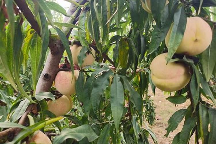 桃子快要成熟的时候有裂口该采取什么措施