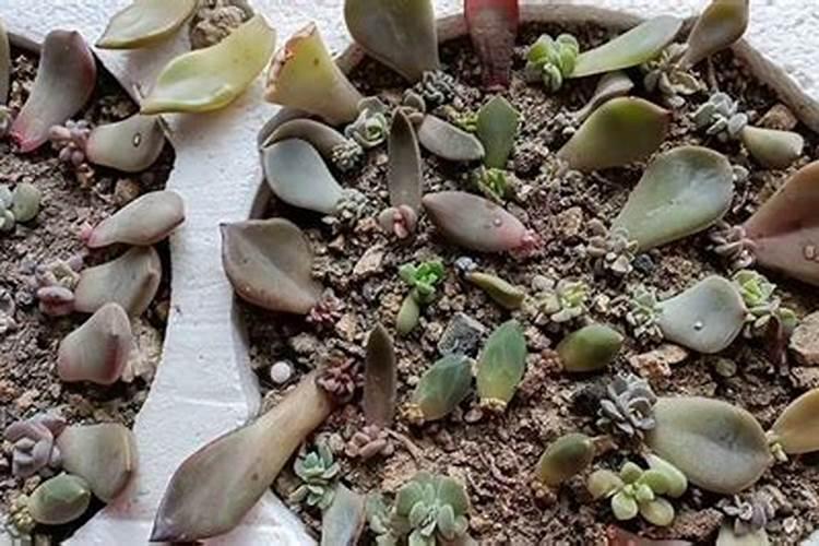 杜鹃花复合肥上多了烧根怎么办？