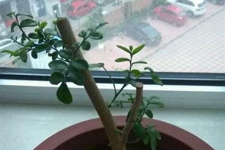 金弹子下山桩发芽后多久可施肥