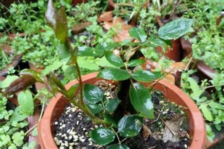 月季什么时候施肥