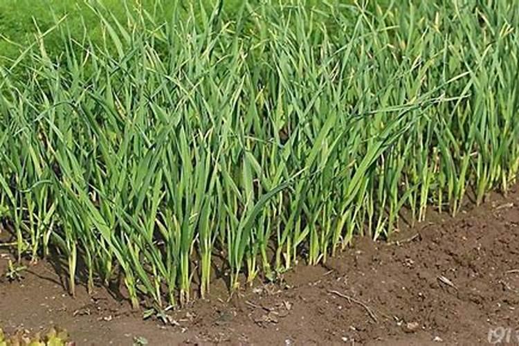 大蒜用什么药能防冻？