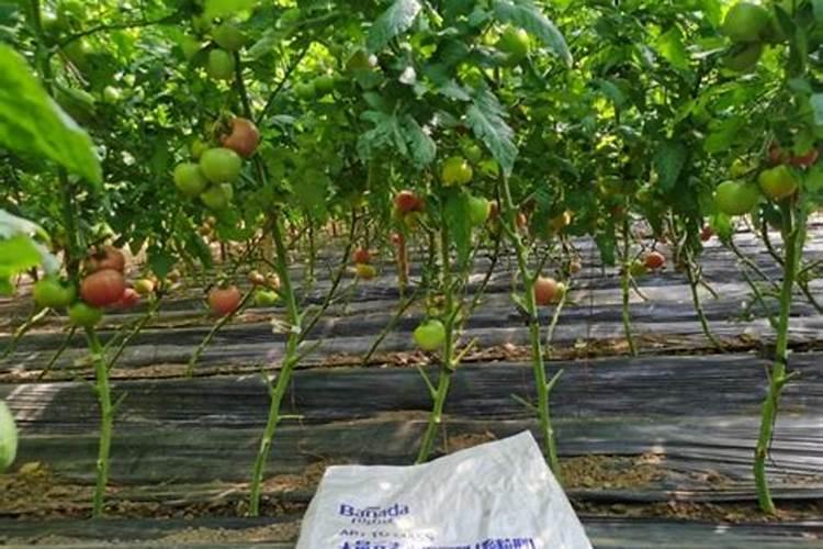 大量元素水溶肥,六个特点无可匹敌!