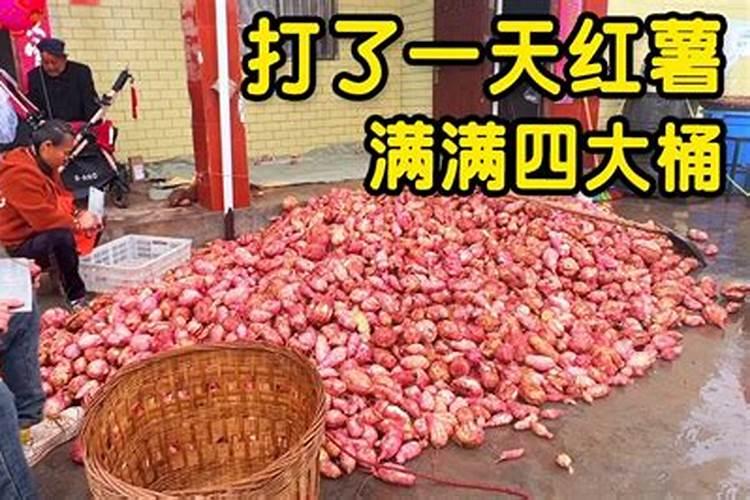 硼肥对植物有什么作用,怎么控制用量避免烧根？