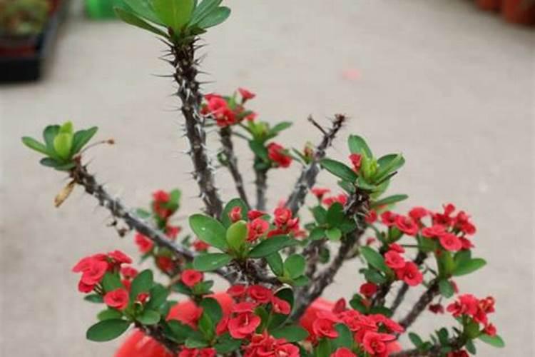 虎刺梅浇什么肥料合适