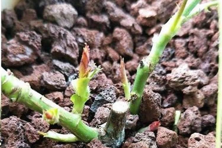 月季花施肥需要注意什么