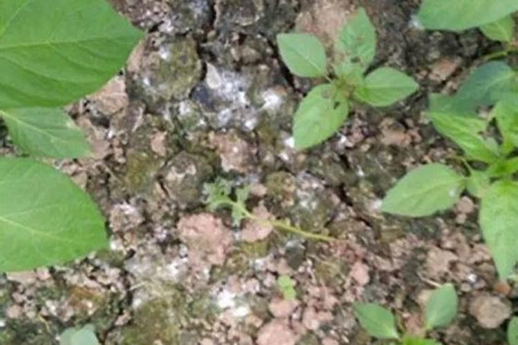 磷肥可以杀青苔吗