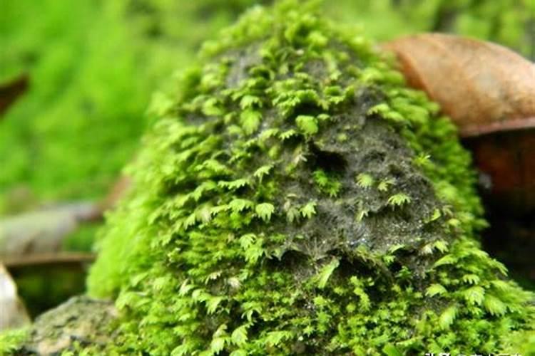 大棚地里长青苔怎么回事？