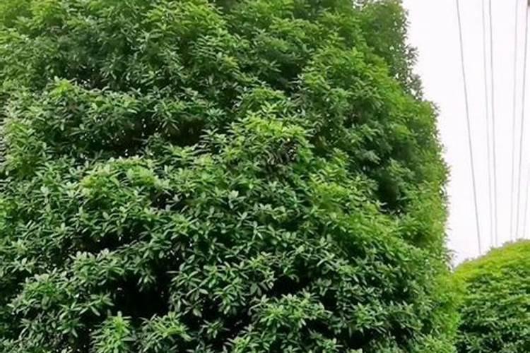 给桂花树怎样打吊针？