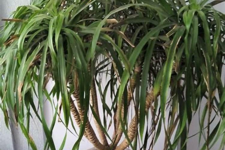 龙眼膨大期落果喷什么药