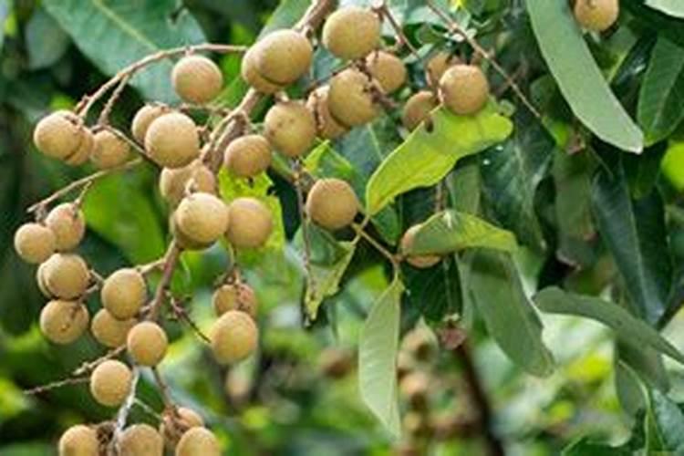 龙眼叶面喷什么好？如何帮助龙眼增甜？