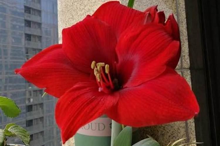 朱顶红用什么肥料最好花卉百科