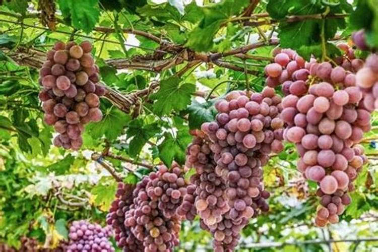 阳光玫瑰什么用中钾肥最好