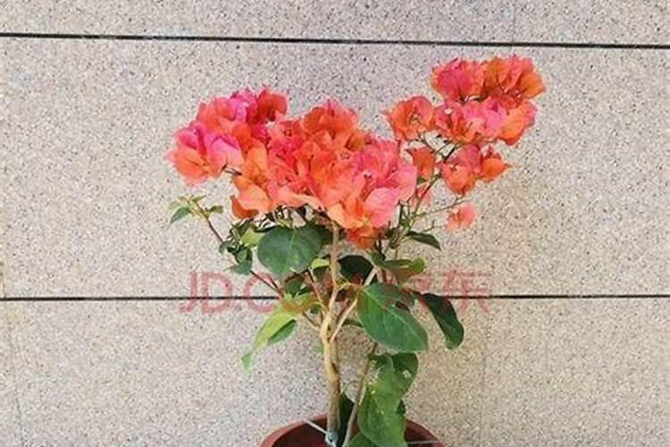 三角梅夏季养护方法