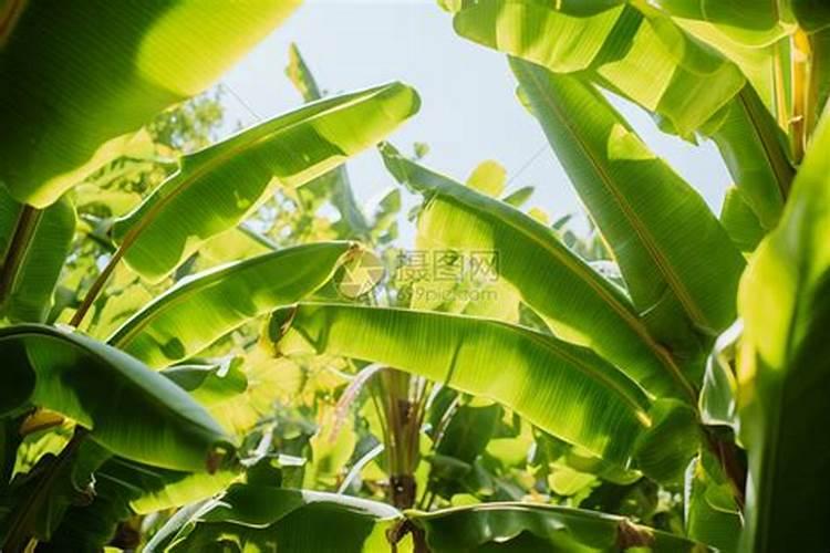 三角梅的养殖方法和注意事项