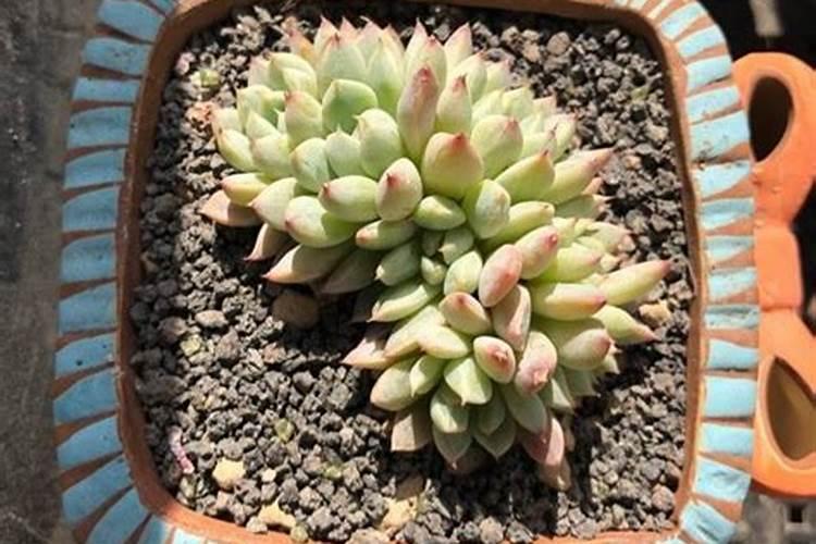 多肉服盆后多久可以施肥(新种的多肉怎么施肥长得好)