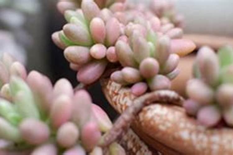 多肉移栽后多久施肥料 多肉移栽后何时施肥最佳？