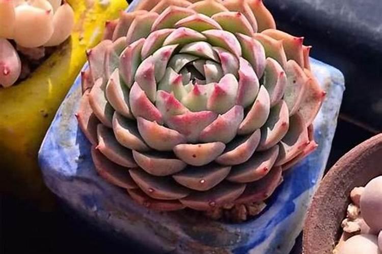 多肉栽种多久后可以浇水(多肉栽多久可以施肥)