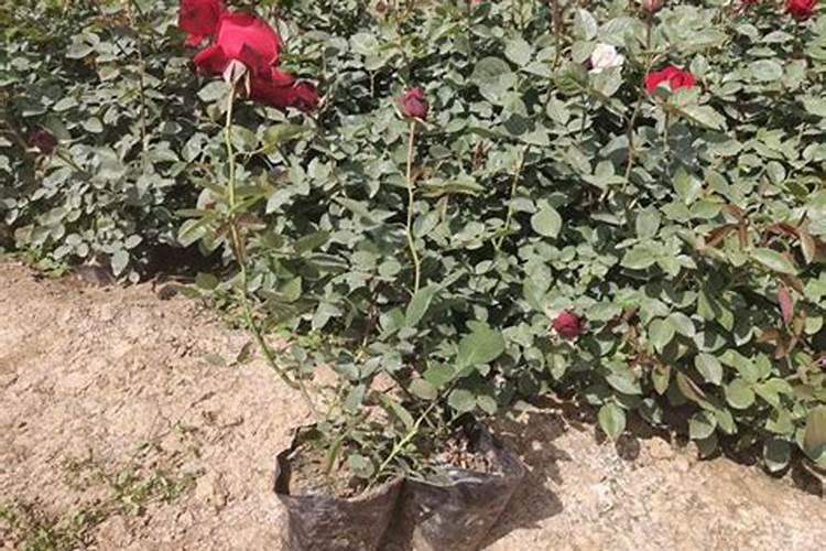 月季花什么时候施肥