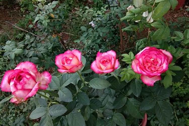 月季花夏秋之交该怎么管理追肥时间到了