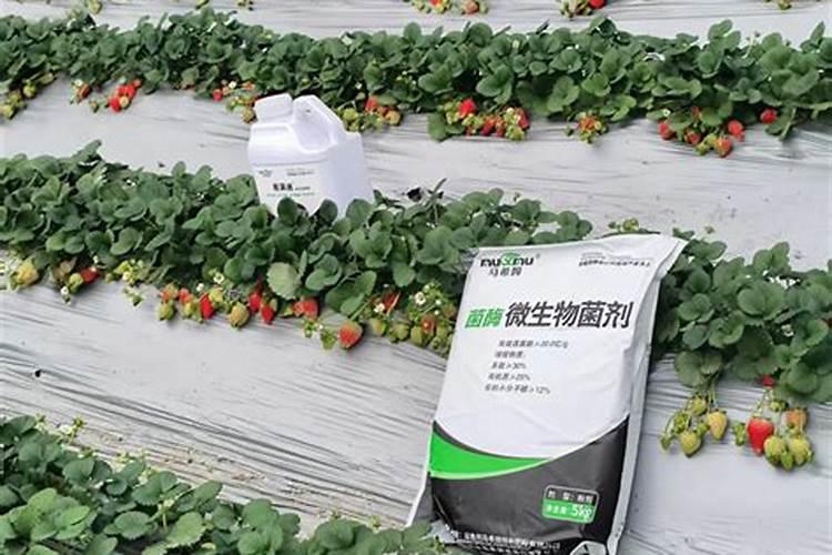 水溶肥稀释1000倍怎么计算