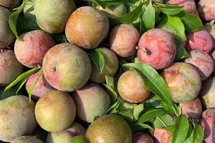 李树要什么时候施肥