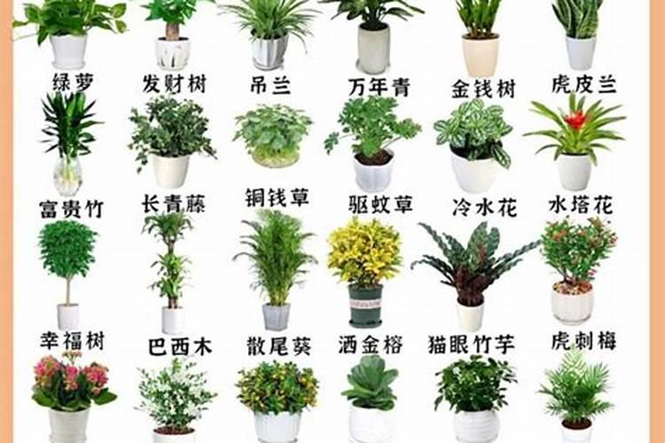 茉莉花大量元素水溶肥用什么好