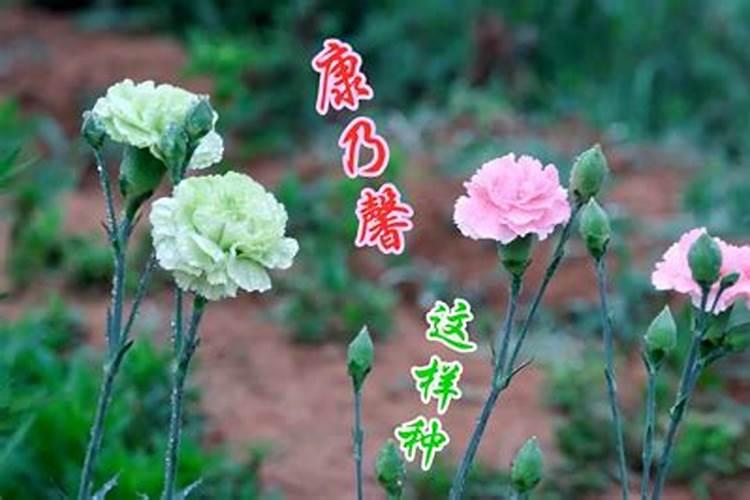 康乃馨怎么施肥？