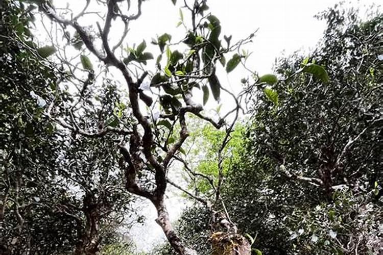 茶叶施什么肥料最好,茶树用什么肥料长得快？