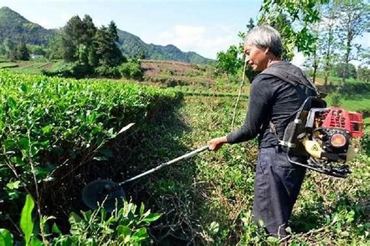 到底什么时候给茶树施肥最好