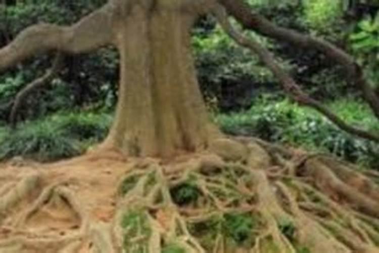 专家老师们茶叶的春茶肥什么时候施肥最好,用的是有机肥。