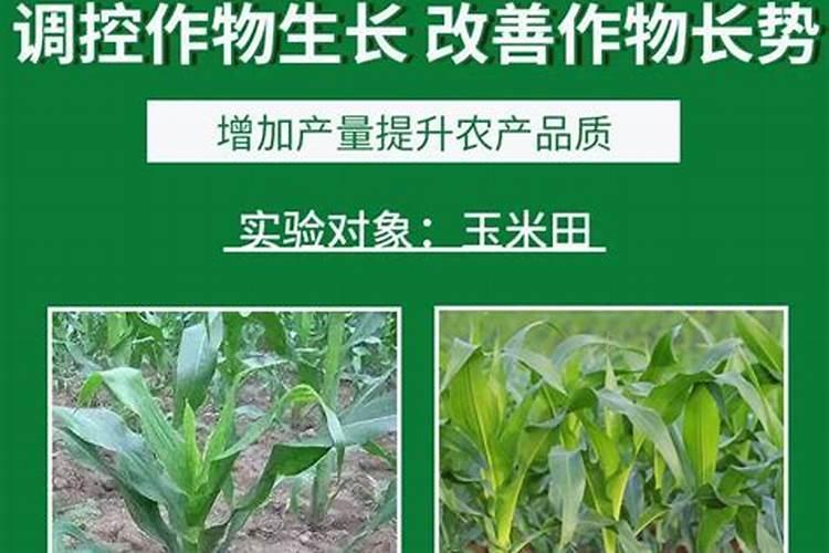 芸苔素抗涝性能