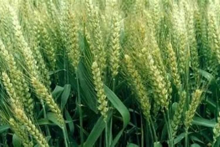 纤维柔顺剂—十二烷基二甲基甜菜碱BS12