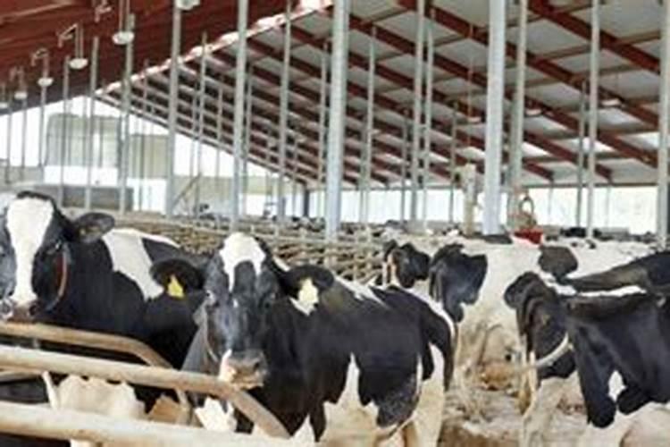 无水甜菜碱喷施芭乐的用量是多少