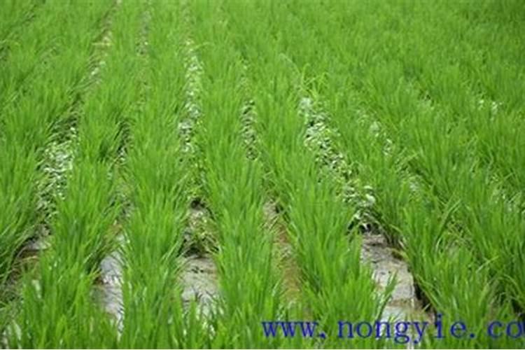 水稻3遍药怎么配