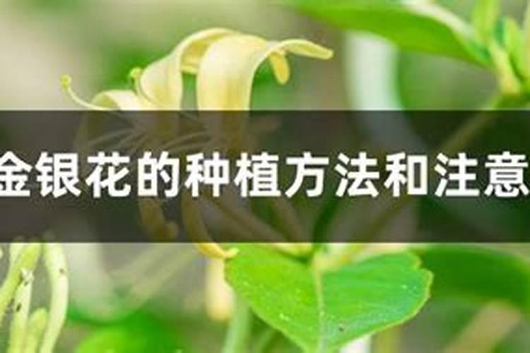 冲施肥的使用方法