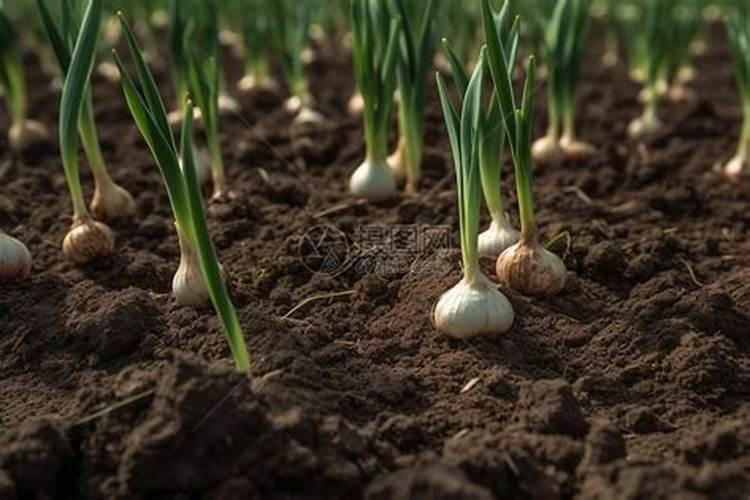 大蒜增产小妙招 大蒜增产小技巧