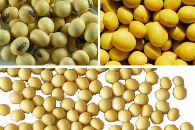 有机肥有哪些作用？