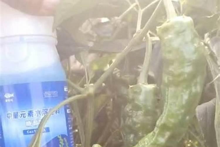 辣椒为什么要补钙？有什么好处？