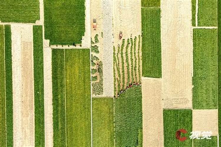 绵阳哪个镇在种麦冬