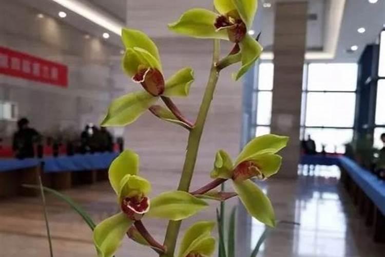 球兰用什么肥料最好,怎么施肥