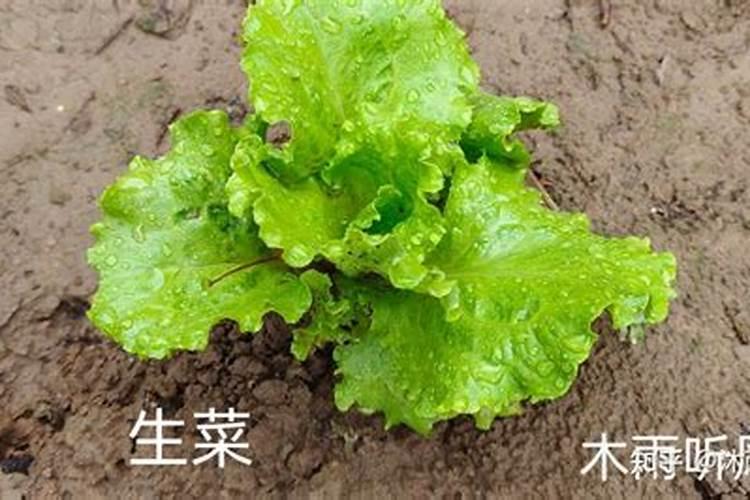 菠菜,生菜,香菜,油菜用什么肥好？