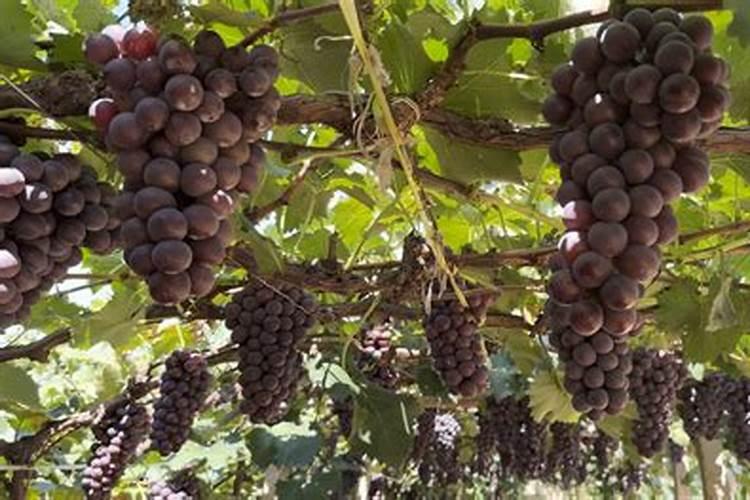 葡萄转色期用高磷肥能行不 葡萄上色期施肥注意事项